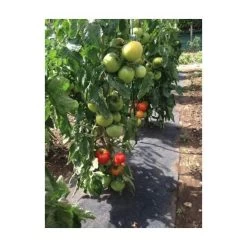 Gronddoek Met Openingen Voor Tomaten - 60 Cm × 5 M