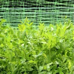 Erwten En Bonen Klimgaas 1,7 × 4 M